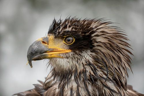 Amerikaanse Zeearend