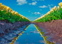 Yellow tulips in line.