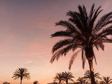 Palmbomen op Ibiza tijdens prachtige zonsondergang op Ibiza van Youri Claessens