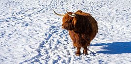 Panorama schottische Hochlandkuh auf dem Bauernhof