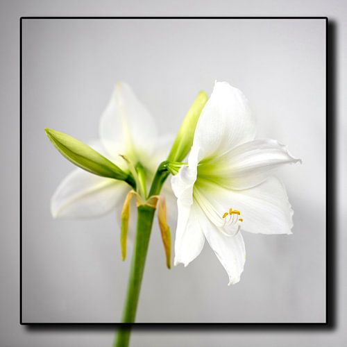 Amaryllis