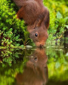 Grote dorst