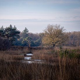 Donker landschap van snippephotography