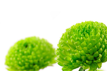 Chrysant Mini Groen