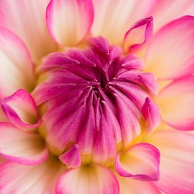 Prachtige Dahlia kleur geel en roze van Studio Wings