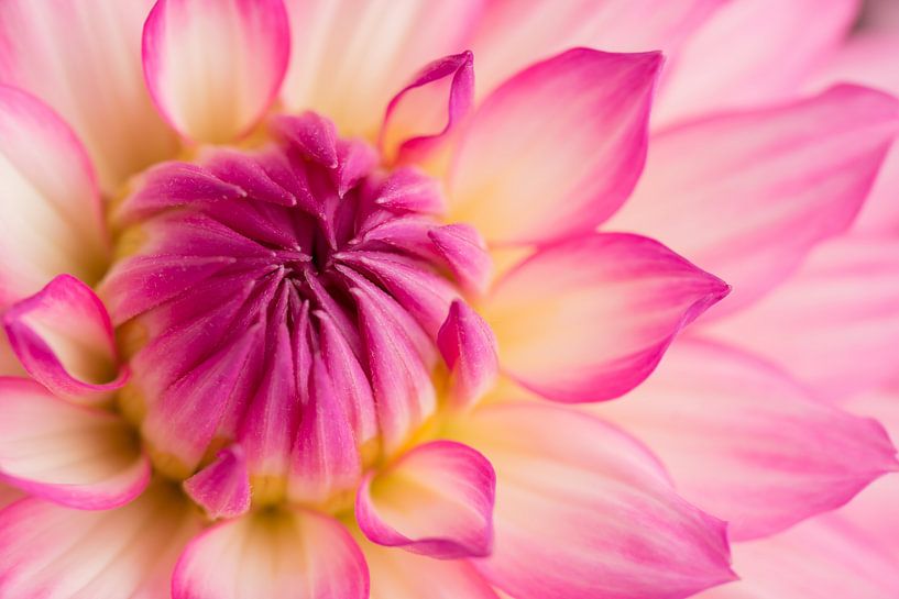 Schöne Dahlie gelb-rosa von Studio Wings