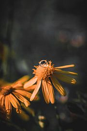 Fleur sur Pixel4ormer