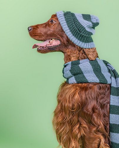 dog scarf