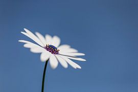 Spanish daisy by Irene Damminga