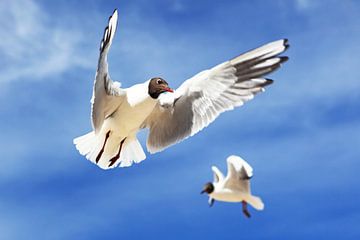 Flying gulls by Frank Herrmann