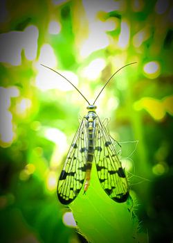 Deutsche Skorpionfliege