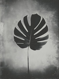 Monstera-Pflanze Nr. 14 von Studio Silver & Sepia