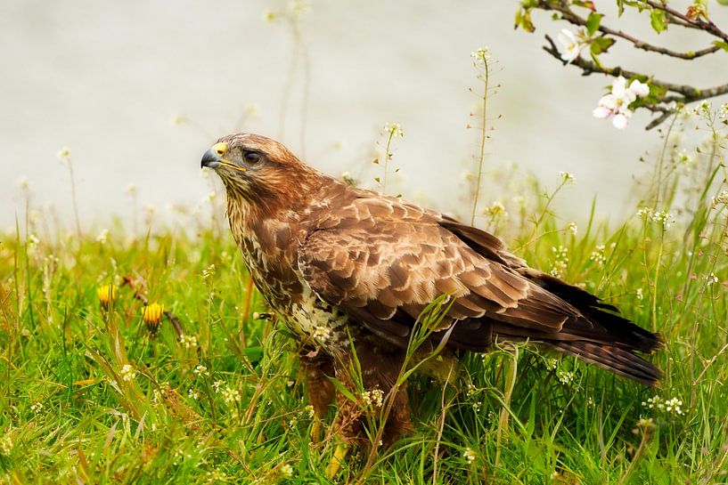 Ein Bussard steht mit erhobenem Kopf zwischen Gänseblümchen, Blüten und Löwenzahn. Wasser im Hinterg von Gea Veenstra