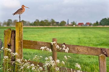 Uferschnepfe (limosa limosa) auf einer Wiese in Friesland von Marcel van Kammen