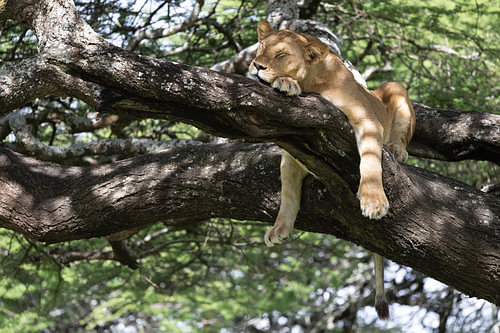 A lioness resting in a tree