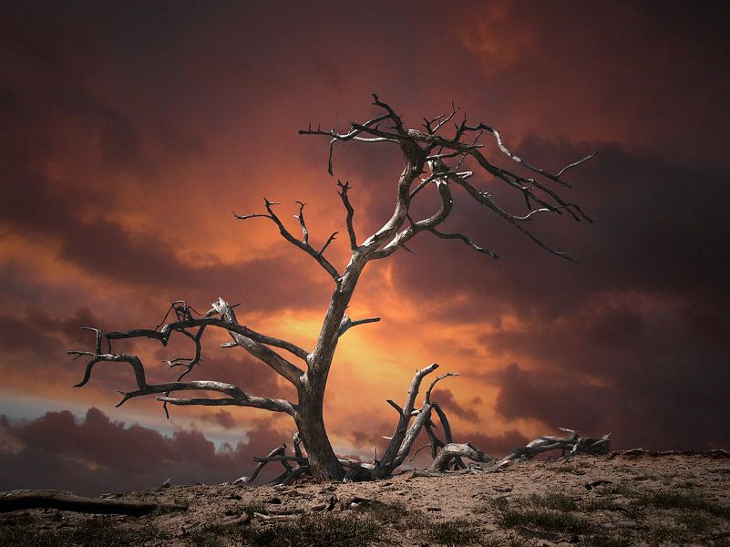 Apocalipse van Istvan Szabo