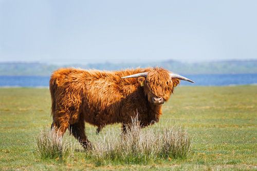 Schotse Hooglander in het Lauwersmeergebied, Friesland
