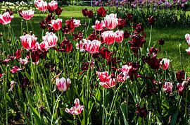Tulipes
