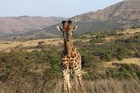 Giraffe South Africa