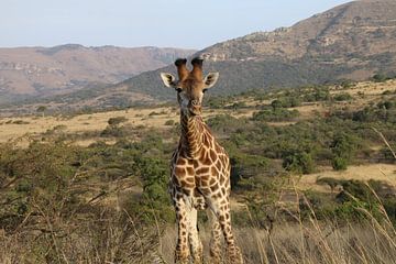 Giraffe Itala Parc in  Zuid Afrika van Ralph van Leuveren