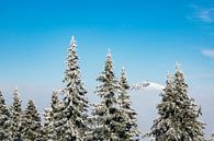 Winter im Riesengebirge in der Tschechische Republik von Rico Ködder Miniaturansicht