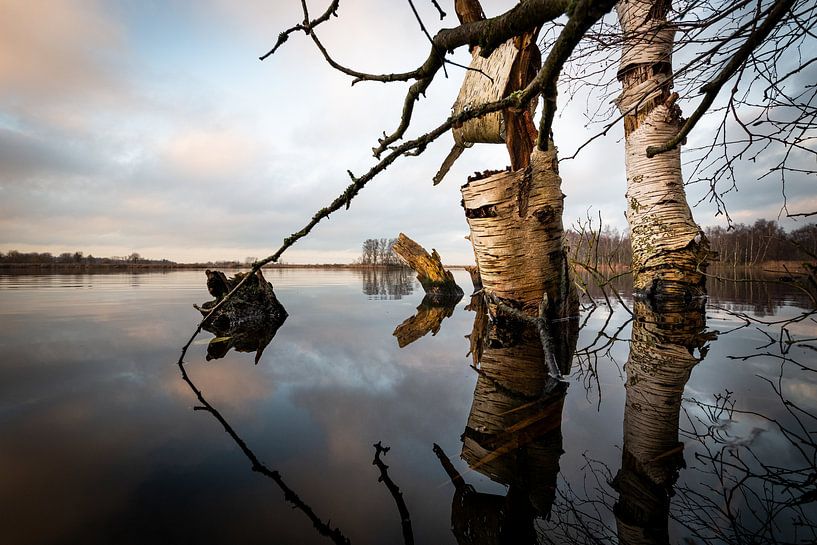 Berken in 't water van Johan Vet