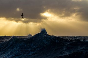 Petrel over the ocean by Menno van Duijn