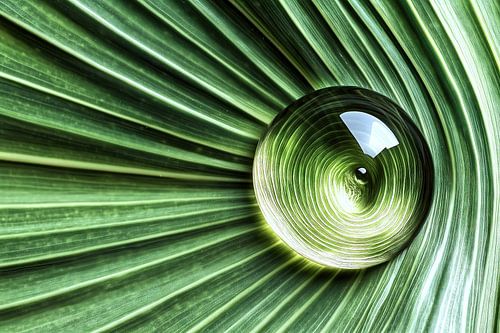 Glazen bol op palmblad