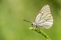 Greater veined white