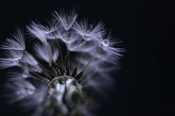 paardenbloem met druppel van Monique de Koning