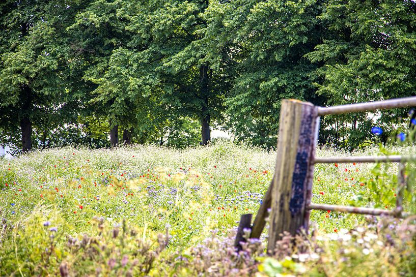 Veld met wilde bloemen van Nicky Kapel