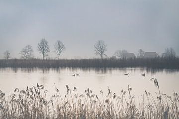 Neblige ländliche Landschaft mit Enten auf dem Teich II von Daan Duvillier | Dsquared Photography