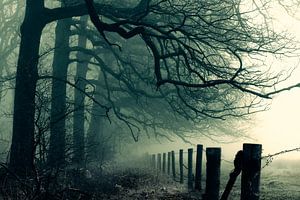 Winter Mist