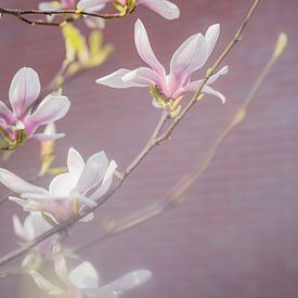 Roze magnoliatakken van Diana Bodnarenco