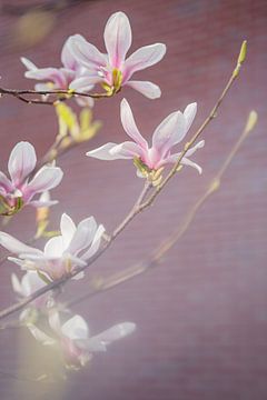 Roze magnoliatakken