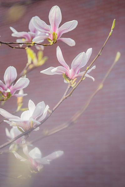 Roze magnoliatakken van Diana Bodnarenco