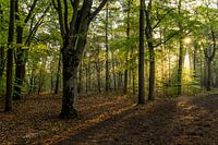 Das Sonnenlicht fällt durch die Bäume.