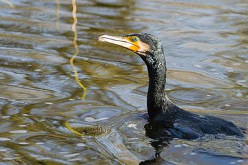 Kormoran über Wasser von Stobbe; stiltegrafie