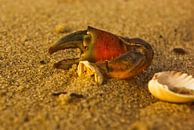 Reste einer Krabbenschere und eine halbe Muschel von Norbert Sülzner Miniaturansicht