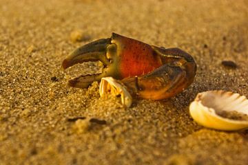 resten van een krabklauw en een halve schelp