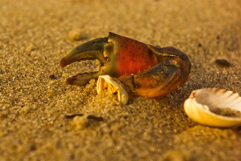 remains of a crab claw and half a shell by Norbert Sülzner