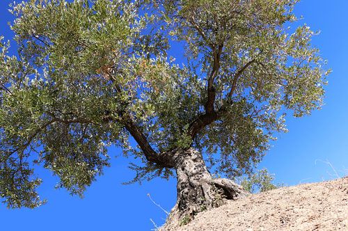 Olijfboom in blauw