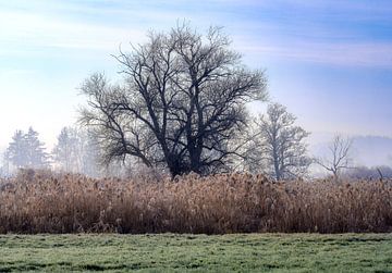 Winterlandschap met een vrijstaande boom van ManfredFotos