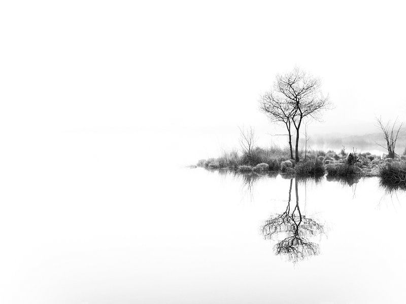 Twin trees,  again (zwart wit) van Lex Schulte