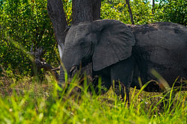 Afrikanischer Elefant, der in einem üppig grünen Waldbusch steht von Johannes Jongsma