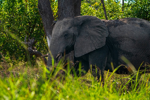 African Elephant Standing in a Lush Green Forest Bush