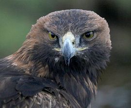 golden eagle staring at you by Geert Roeffen