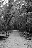 Een bospad met brug in zwart-wit