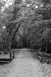 Ein Waldweg mit einer schwarz-weißen Brücke