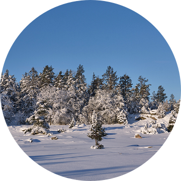 zweeds landschap in de sneeuw met een blauwe lucht van Geertjan Plooijer